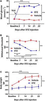 Streptozotocin-Induced Hyperglycemia Affects the Pharmacokinetics of Koumine and its Anti-Allodynic Action in a Rat Model of Diabetic Neuropathic Pain